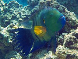 Broomtail wrasse (very shy species)i was very lucky to ge... by Anel Van Veelen 